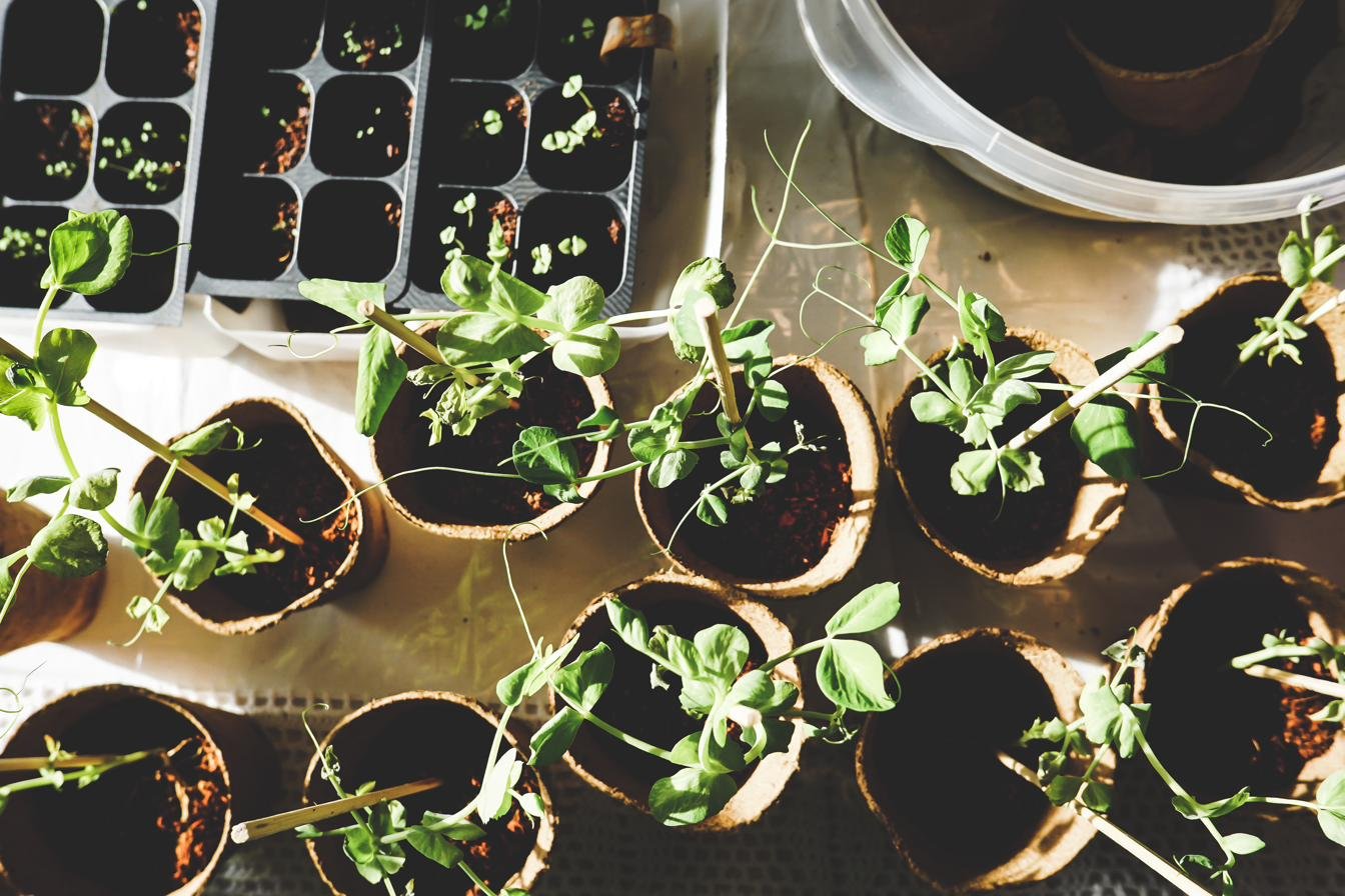 Propagación de plantas